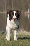 BORDER COLLIE 1465